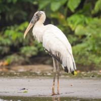 Wood Stork